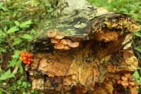 Middle_Prong_43.jpg Middle_Prong_43.jpg