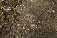 Middle_Prong_36.jpg Middle_Prong_36.jpg