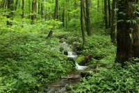 Middle_Prong_44.jpg Middle_Prong_44.jpg