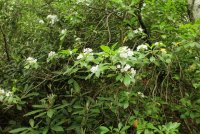 Middle_Prong_45.jpg Middle_Prong_45.jpg