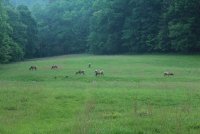 Little_Cataloochee_31.jpg