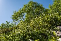 Red Baldy and Silver Glance 6-20180052.jpg