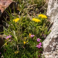 Red Baldy and Silver Glance 6-20180644.jpg