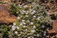 Red Baldy and Silver Glance 6-20180647.jpg