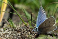 Emigrant Lake-32.jpg