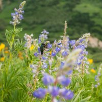 Albion Basin 7-18-180237.jpg