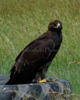 Golden Eagle copy.jpg