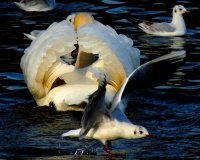 Swan and Seagull.JPG