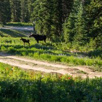 Albion Basin 7-18-180035.jpg