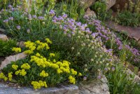 Albion Basin 7-18-180077.jpg
