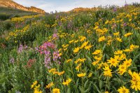Albion Basin 7-18-180233-proc.jpg