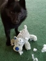 Maverick eats toy.jpg