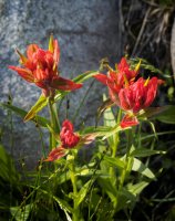 P7165537.jpg P7165537.jpg