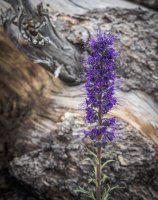 P7175700.jpg P7175700.jpg