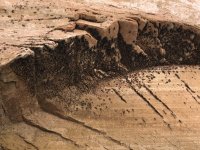 54EF9D4A-5F68-4807-801C-98CA717BD1F6.jpeg 54EF9D4A-5F68-4807-801C-98CA717BD1F6.jpeg