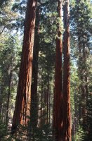 IMG_2555A.JPG IMG_2555A.JPG