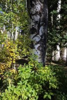 IMG_0081.jpg IMG_0081.jpg