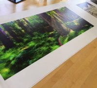 7ft-canvas-Redwoods.JPG
