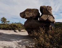 Dog-P2101891.jpeg Dog-P2101891.jpeg