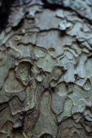 Stuart Fork with Freckes-6.jpg