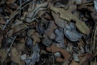 Stuart Fork with Freckes-7.jpg