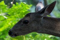 Stuart Fork with Freckes-12.jpg