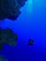 Aase-diving-06314842.jpeg