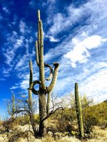 saguaros-multiple arms-IMG_E8584.jpg