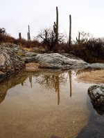 Feb15-wash-pool-saguaros reflection-P2154737.jpg