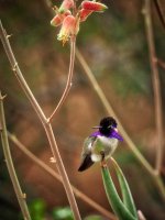 Costa Hummingbird-Phoenix Bot-P2165127.jpg