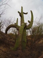 Fisheye-Saguaros-P2144105.jpg