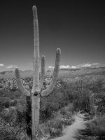 Douglas spring4-P2123330.jpg