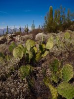 Douglas spring11-P2123617.jpg