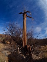 Loma alta 12-P2130320.jpg