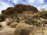 Javalina Rock 1-IMG_8645.jpg