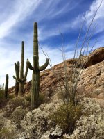 Javalina rock 2-IMG_8652.jpg