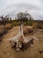 Garwood 3-P2144135.jpg