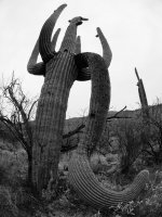 garwood 9-P2144207.jpg