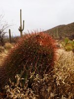 Garwood 37-P2154854.jpg