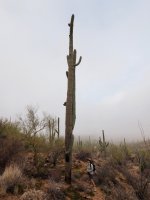 tall one-P2175855.jpg