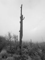 BW early on trail-P2175857.jpg