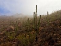 sun peaking through-P2175897.jpg