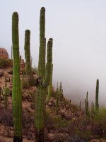 Saguaro with boulders-P2170566.jpg