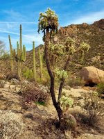 Rock area3-P2176302.jpg