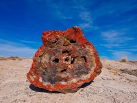 pf2-PB270184 Petrified Wood Log.jpg