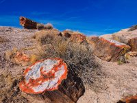 pf3-PB270190 Petrified Wood Logs.jpg