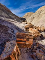 pf5-PB270294 Petrified Forest.jpg
