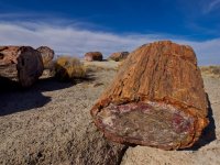 pf8-PB270392 Petrified Forest.jpg