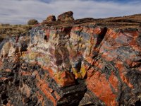 pf10-PB270400 Petrified Forest.jpg
