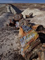 pf11-PB270476 PETRIFIED FOREST.jpg